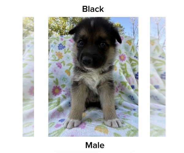 Medium Photo #1 Gerberian Shepsky Puppy For Sale in LANSING, MI, USA