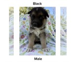 Puppy Black Gerberian Shepsky