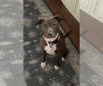 Small Mutt