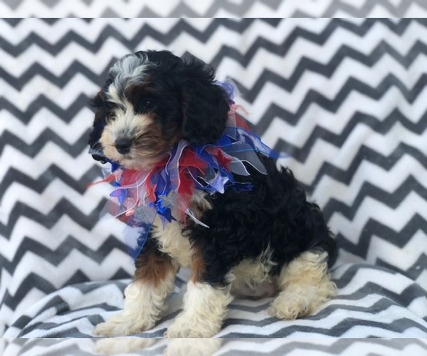 Medium Photo #10 Cavapoo Puppy For Sale in EAST EARL, PA, USA