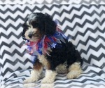 Small Photo #10 Cavapoo Puppy For Sale in EAST EARL, PA, USA