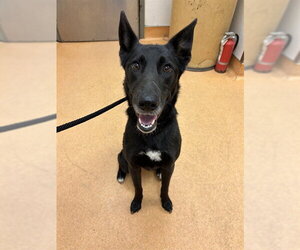 German Shepherd Dog-Unknown Mix Dogs for adoption in Martinez, CA, USA