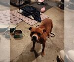Small #2 American Pit Bull Terrier