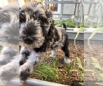 Puppy Wolfgang Bordoodle