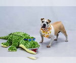 Small #1 Bulldog Mix