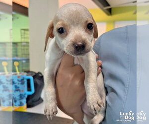 Chihuahua-Unknown Mix Dogs for adoption in Washington, DC, USA
