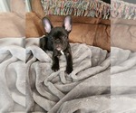 Small Photo #1 French Bulldog Puppy For Sale in SALEM, OR, USA