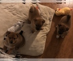 Small Photo #1 Shiba Inu-Unknown Mix Puppy For Sale in GRAFTON, WI, USA