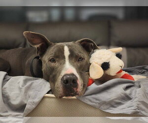 Bruno - Male American Pit Bull Terrier-American Staffordshire Terrier Mix Dog for Adoption - Photo #4