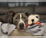 Small #3 American Pit Bull Terrier-American Staffordshire Terrier Mix