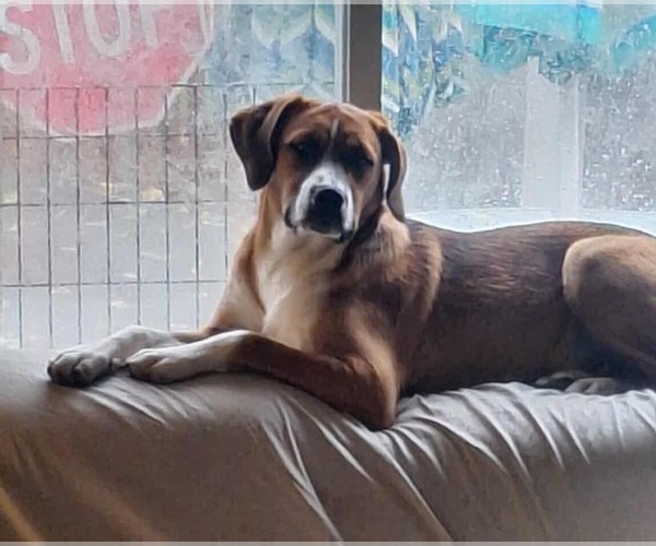 Medium Photo #3 Boxer-Unknown Mix Puppy For Sale in Burnsville, MN, USA