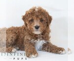 Small Photo #6 Poochon Puppy For Sale in DORNSIFE, PA, USA