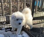 Puppy 12 Great Pyrenees