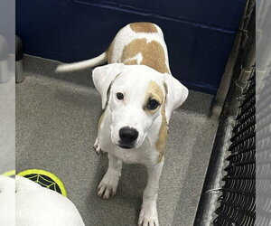 Mutt Dogs for adoption in Sterling, MA, USA
