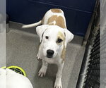 Marble 5mo (AVA 10/28) - Male Mutt Dog for Adoption - Small photo