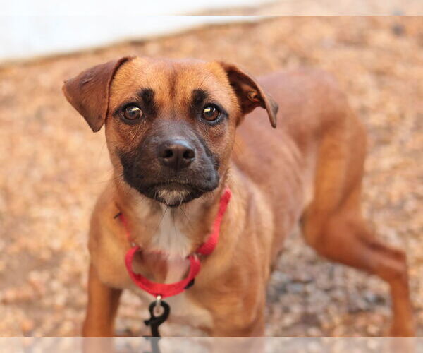 Medium Photo #20 Mutt Puppy For Sale in Philadelphia, PA, USA