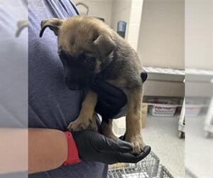 German Shepherd Dog-Unknown Mix Dogs for adoption in Pasadena, TX, USA