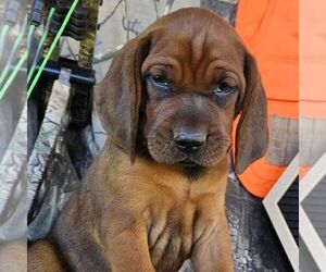 Redbone Coonhound Puppy for sale in DENVER, PA, USA