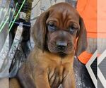 Small Redbone Coonhound