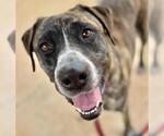 Small #1 Mastiff Mix