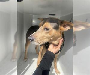 Labrador Retriever Mix Dog for Adoption in Houston, Texas USA