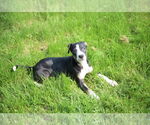 Small #2 Labrador Retriever Mix