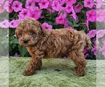 Small Photo #1 Poodle (Toy) Puppy For Sale in ARTHUR, IL, USA