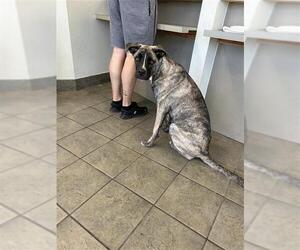 German Shepherd Dog-Unknown Mix Dogs for adoption in San Antonio, TX, USA