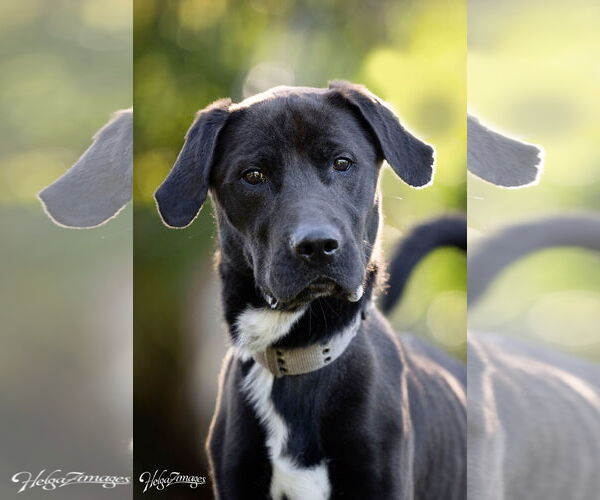 Medium Photo #6 Labrador Retriever-Unknown Mix Puppy For Sale in Tampa, FL, USA