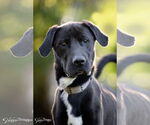 Small #5 Labrador Retriever Mix