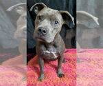 Small #4 Staffordshire Bull Terrier Mix