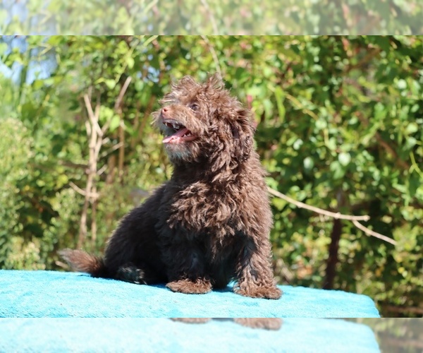 Medium Photo #11 ShihPoo Puppy For Sale in DYERSBURG, TN, USA