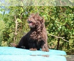 Small #10 ShihPoo