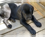 Small Photo #8 Labrador Retriever Puppy For Sale in FREDERICKSBURG, VA, USA