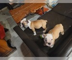 Small Photo #9 Bulldog Puppy For Sale in GIBSONIA, PA, USA