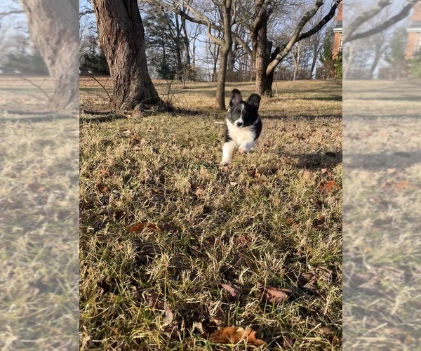 Medium Photo #41 Border Collie-Papillon Mix Puppy For Sale in CULPEPER, VA, USA