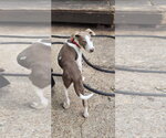 Small #19 Feist Terrier Mix