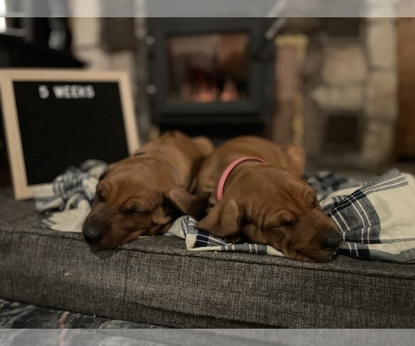 Medium Photo #2 Rhodesian Ridgeback Puppy For Sale in BOISE, ID, USA