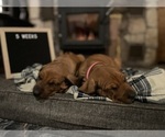 Small #1 Rhodesian Ridgeback