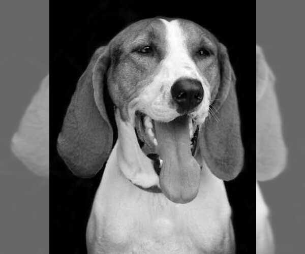 Medium Photo #2 Treeing Walker Coonhound Puppy For Sale in Elmsford, NY, USA