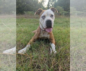 Violet Beauregarde Lonestar - Female Boxer-Unknown Mix Dog for Adoption - Photo #26