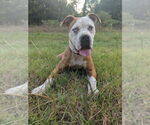 Small #25 Boxer Mix
