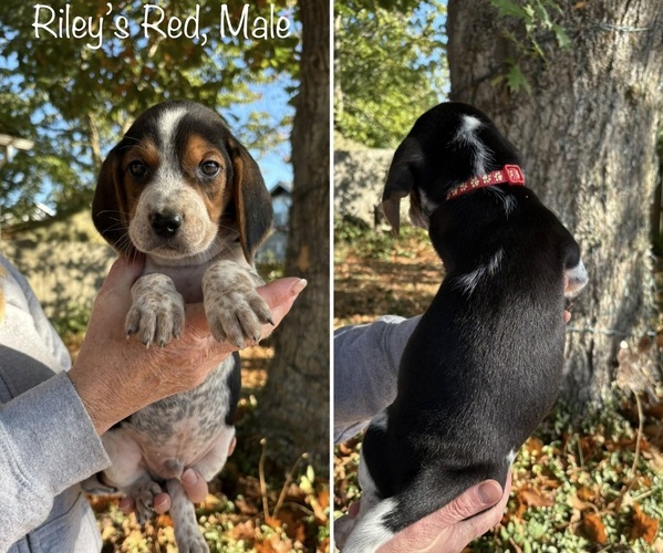 Medium Photo #1 Beagle Puppy For Sale in BROWNSVILLE, OR, USA