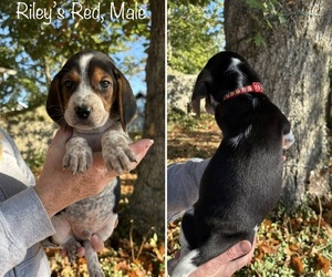 Medium Beagle