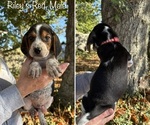 Puppy Red Collar Beagle