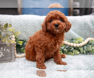 Goldendoodle (Miniature) Litter for sale in SHIPSHEWANA, IN, USA