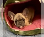 Small #5 French Bulldog