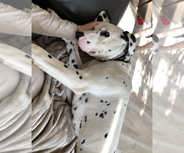 Medium Photo #7 Dalmatian Puppy For Sale in CAMBRIA, VA, USA