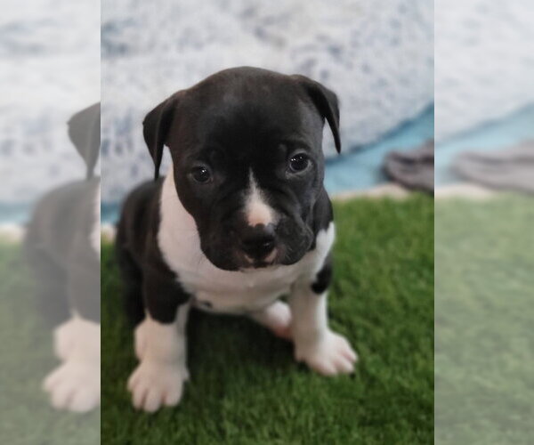 Medium Photo #2 Mutt Puppy For Sale in Wenonah, NJ, USA