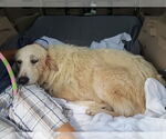 Small #8 Great Pyrenees Mix
